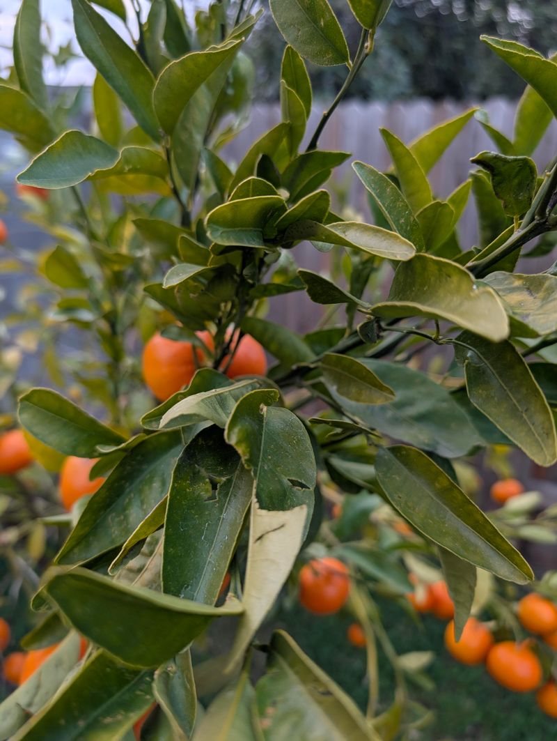 Tango Mandarin