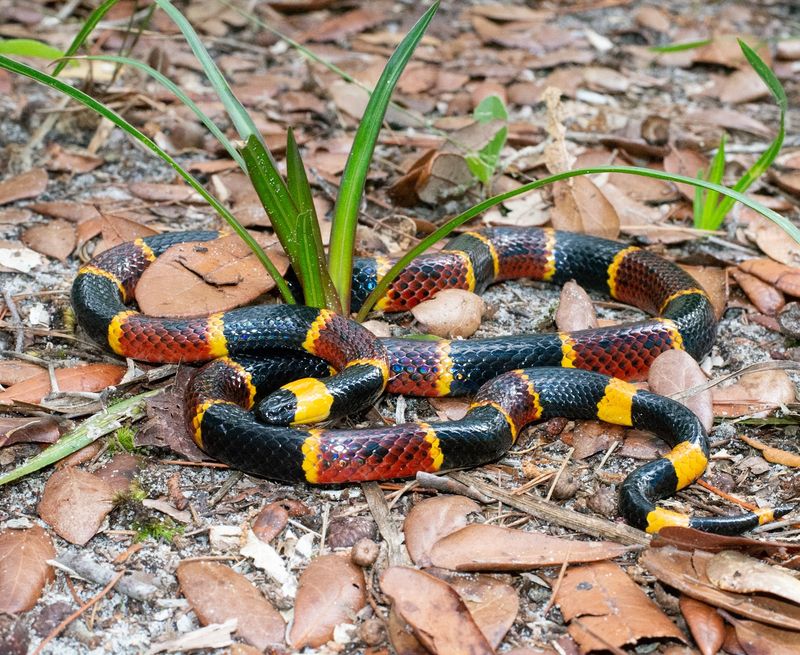 Eastern Coral Snake