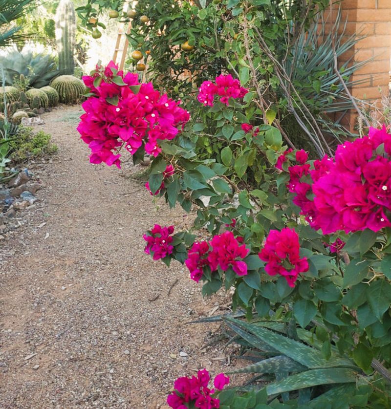 Bougainvillea