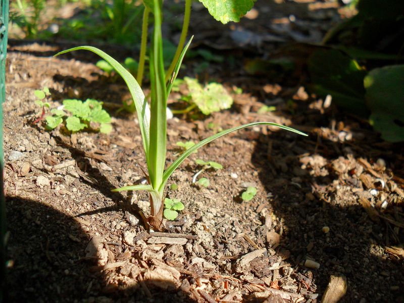 Shade Out With Competitive Plants