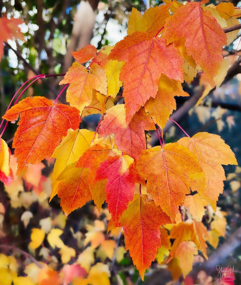 Amur Maple