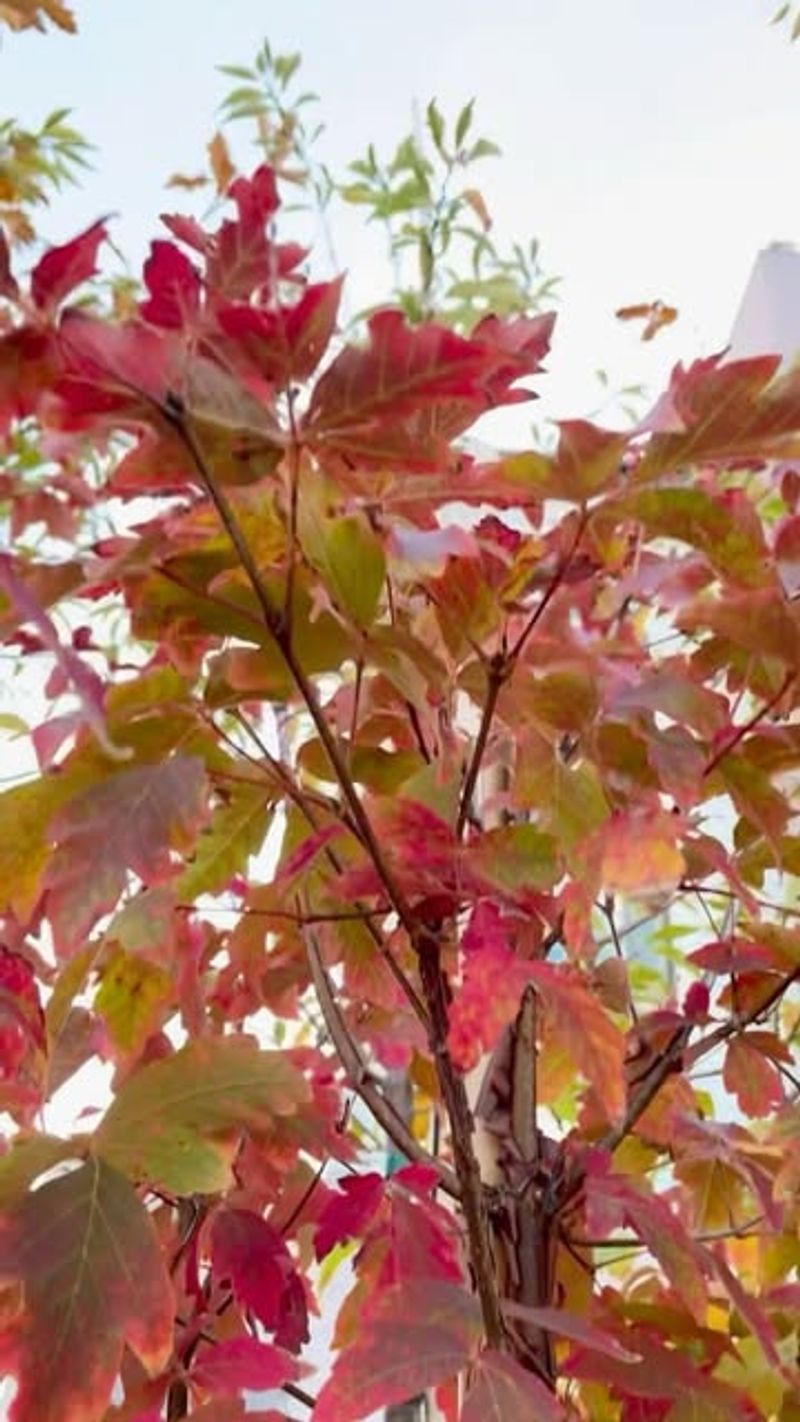 Paperbark Maple