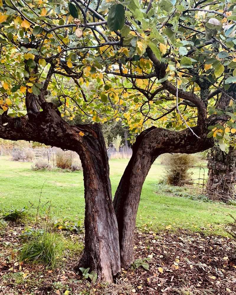 Split Trunk Formations