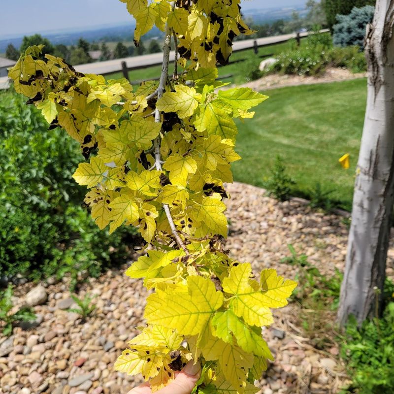 Stunted Growth and Yellow Leaves