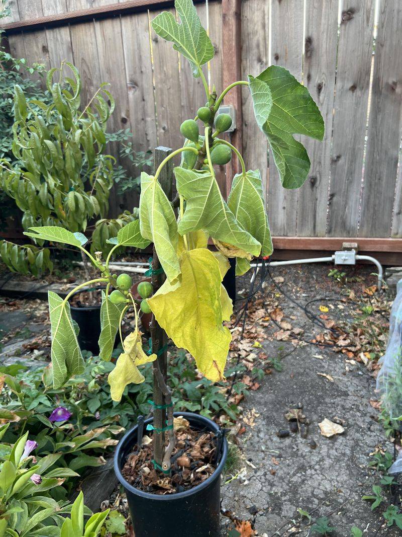 Decreased Fruit Production