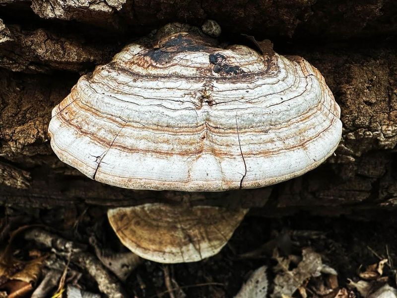 Mushrooms Growing At Base