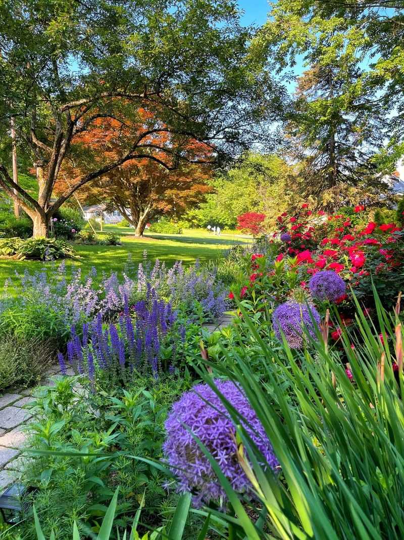 Paint With Complementary Colors Using Daylilies And Salvia