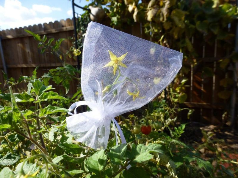 Create Seed Saving Packets
