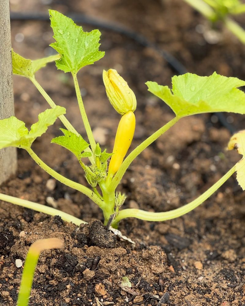 Sulking Squash Plants