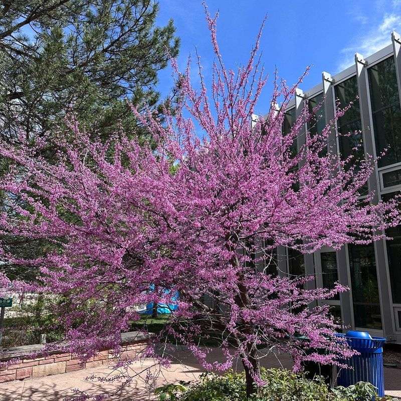 Redbud
