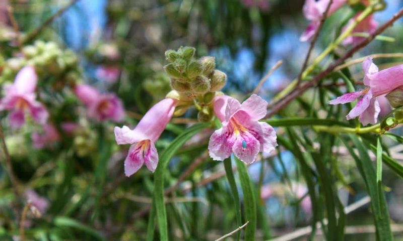 Desert Willow