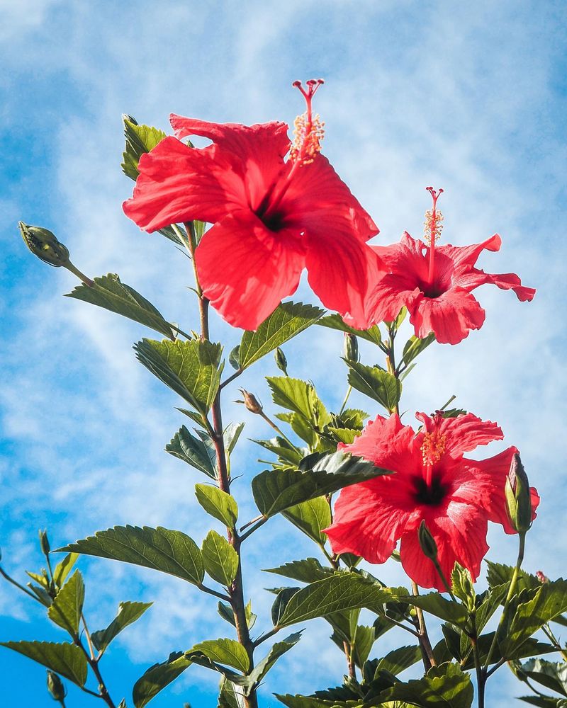 Hibiscus
