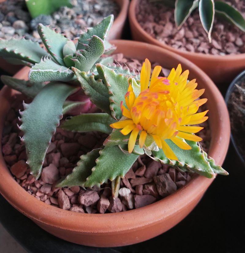 Tiger's Jaw (Faucaria Tigrina)