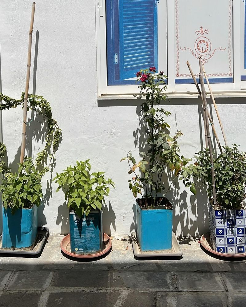 Patio Container Garden