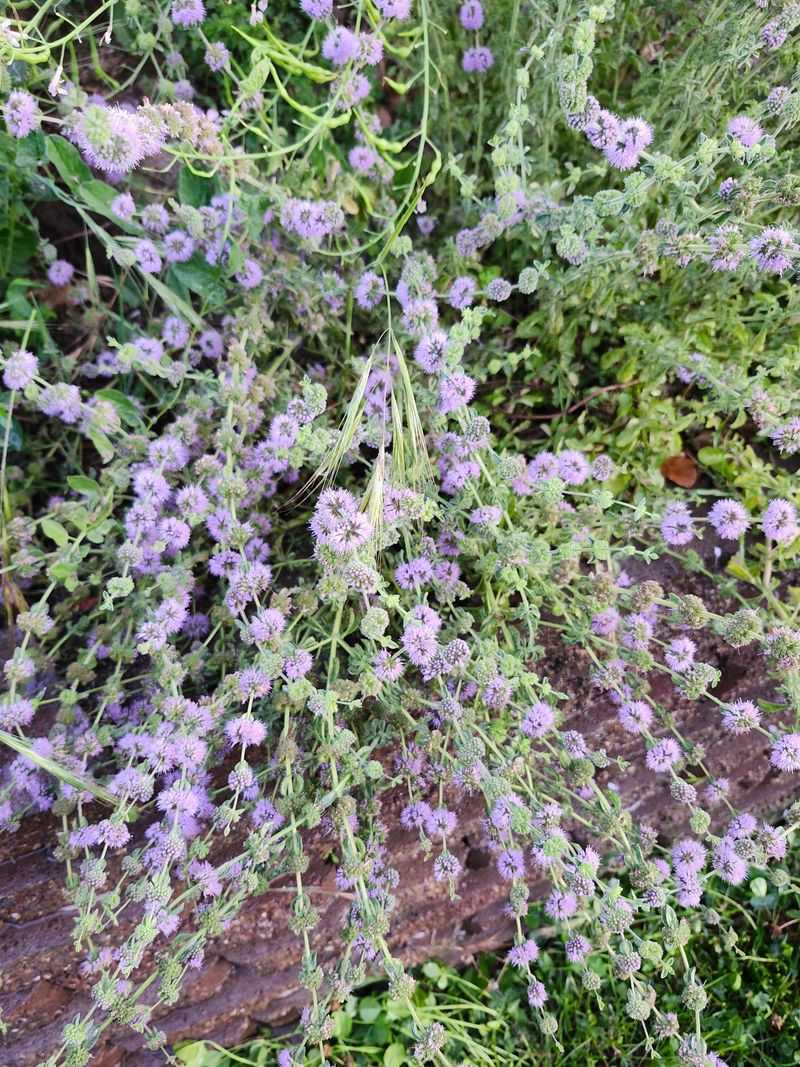 Hang Pennyroyals In Bunches