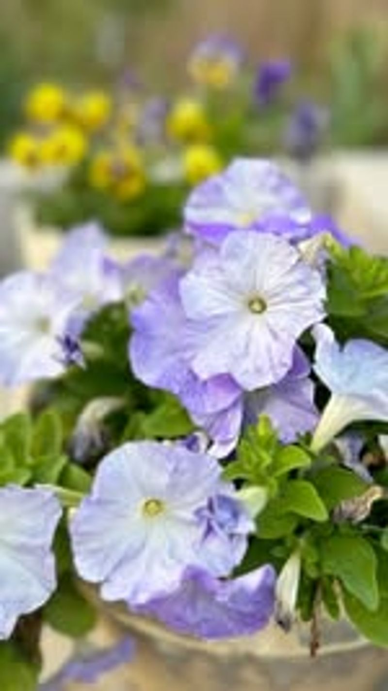Fertilize After Deadheading
