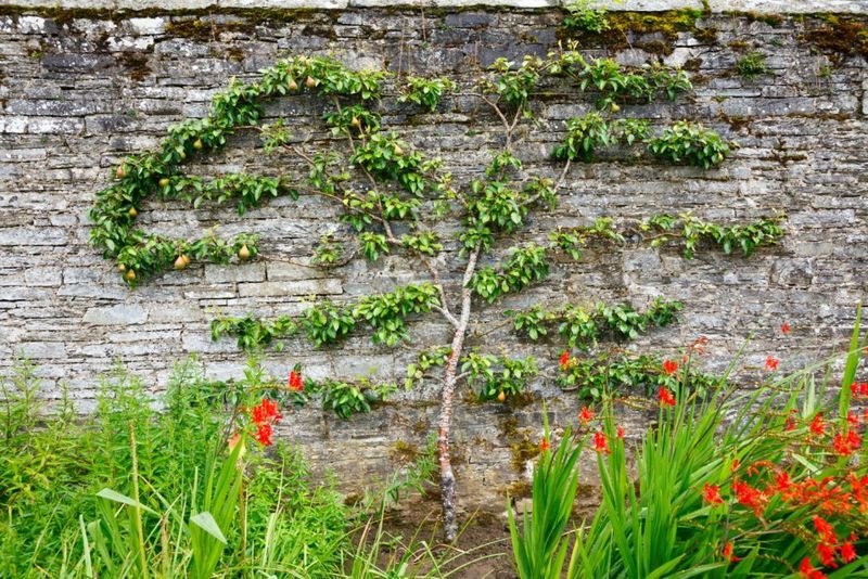 Incorporate Espaliered Fruit Trees
