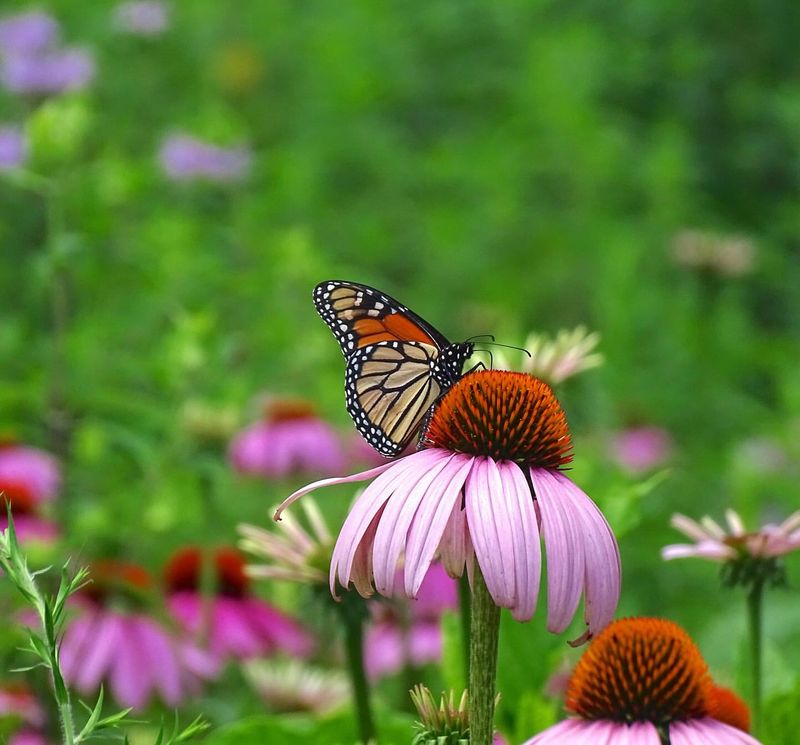 Plant A Native Pollinator Patch