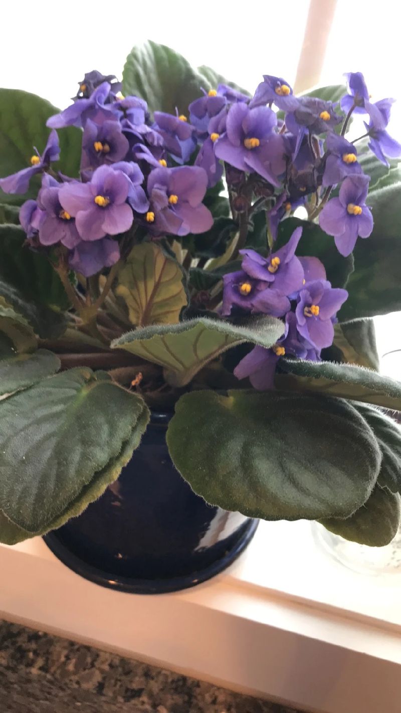 Quarantine New Plants To Prevent Stress