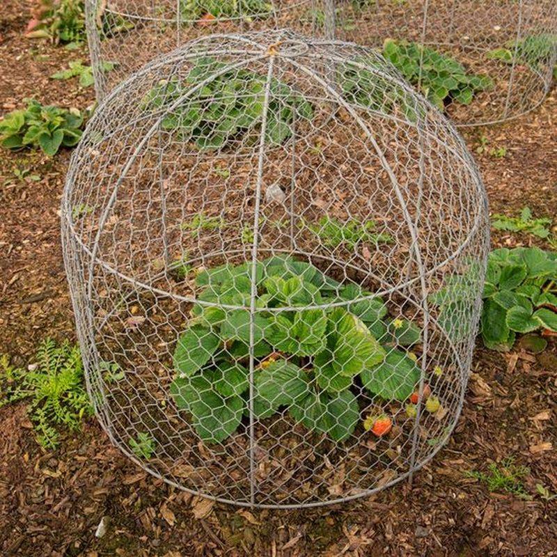 Build Simple Chicken Wire Cloches