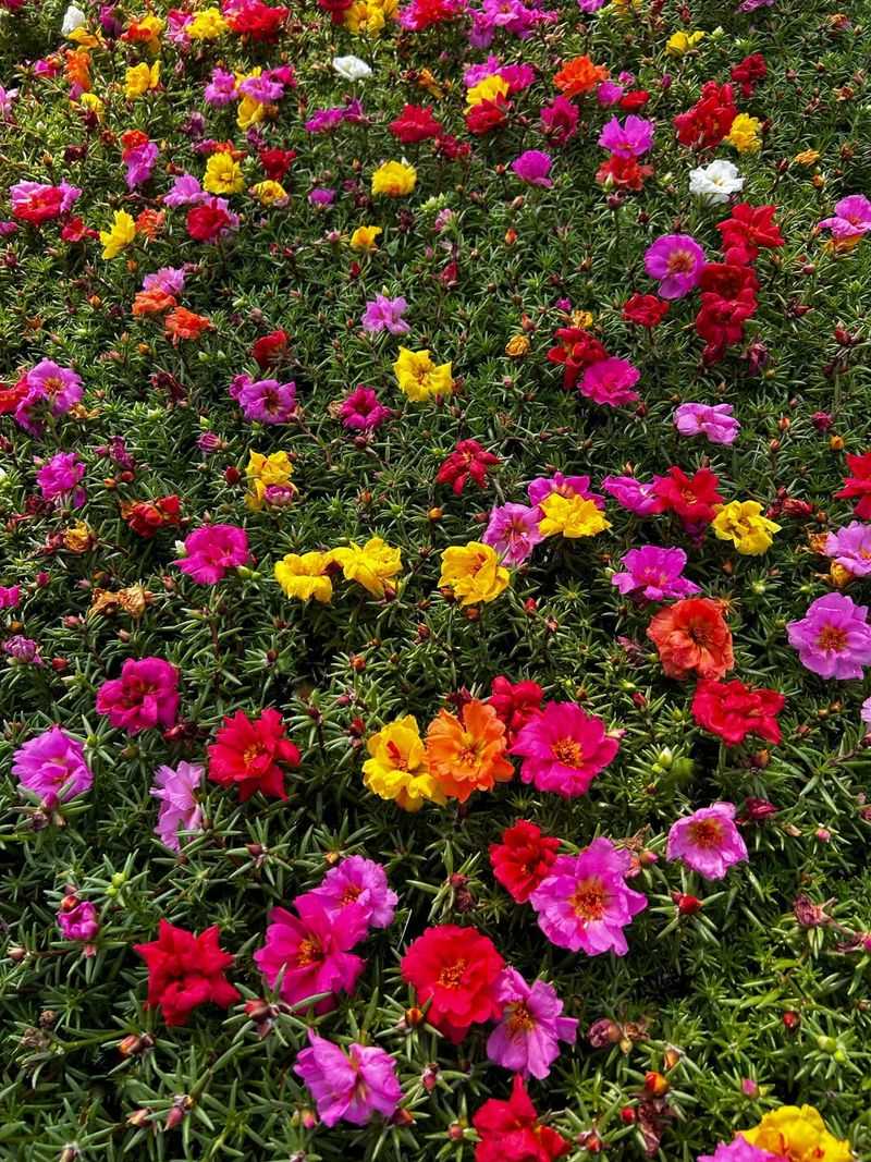 Design A Drought-Resistant Tapestry With Succulents And Portulaca