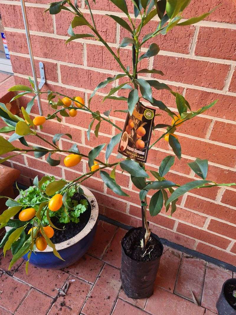 Incorporate Dwarf Fruit Trees In Containers