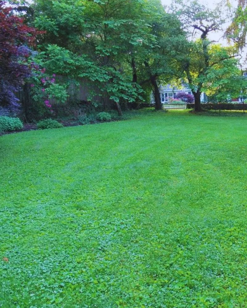 Plant Shade-Friendly Grasses