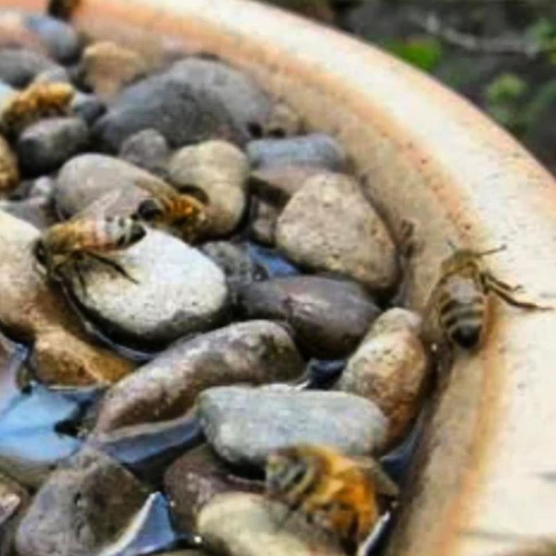 Add Fresh, Clean Water