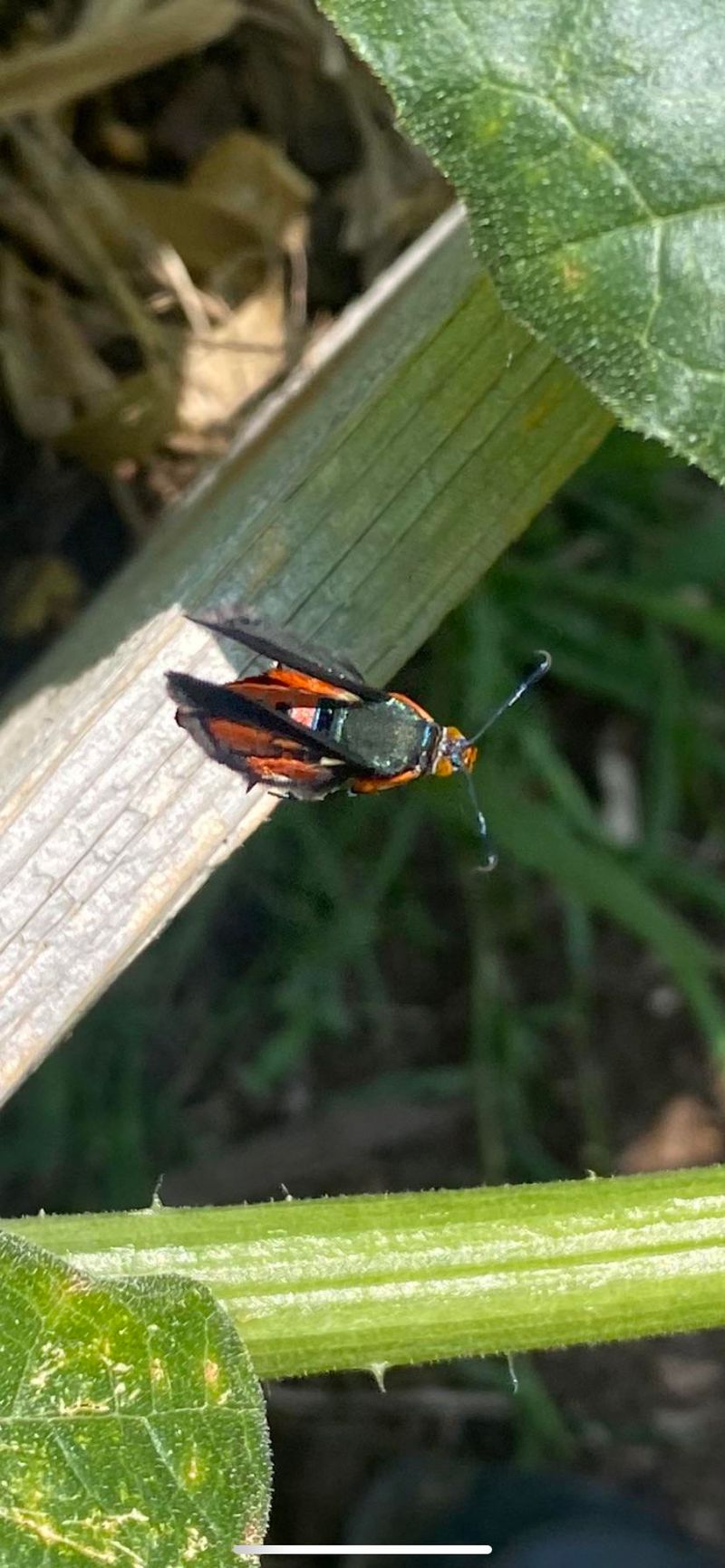 Manage Pest Pressures