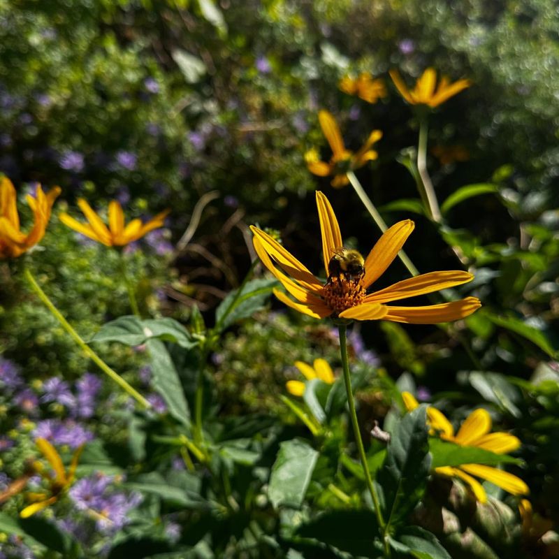 Plant Native Nectar Sources
