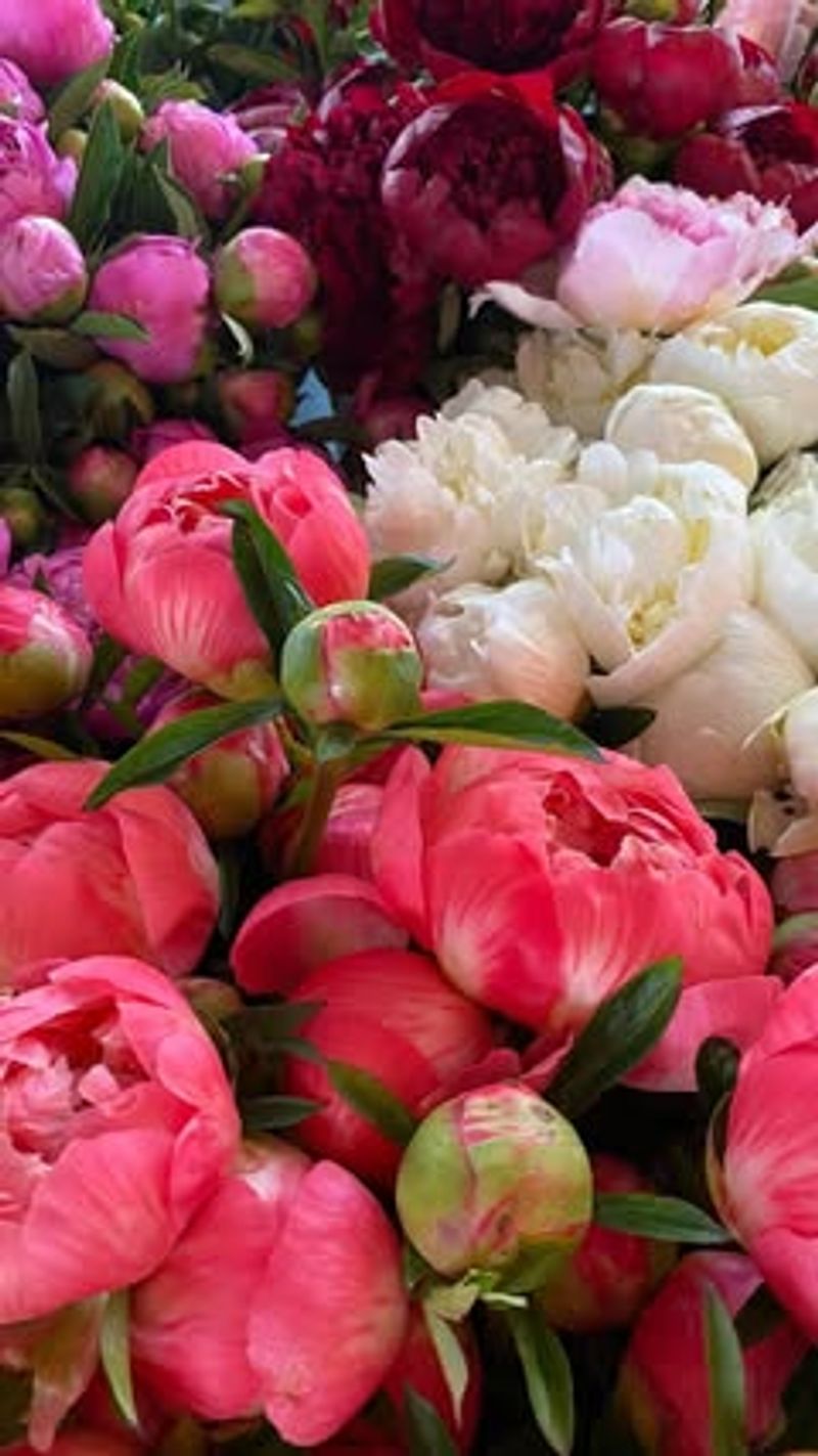 Wrap Each Bloom Loosely