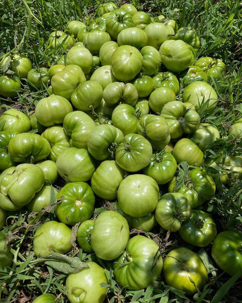 Harvest Green Tomatoes
