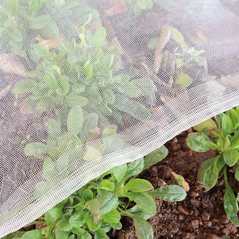 Build Slug Barriers For Seedlings