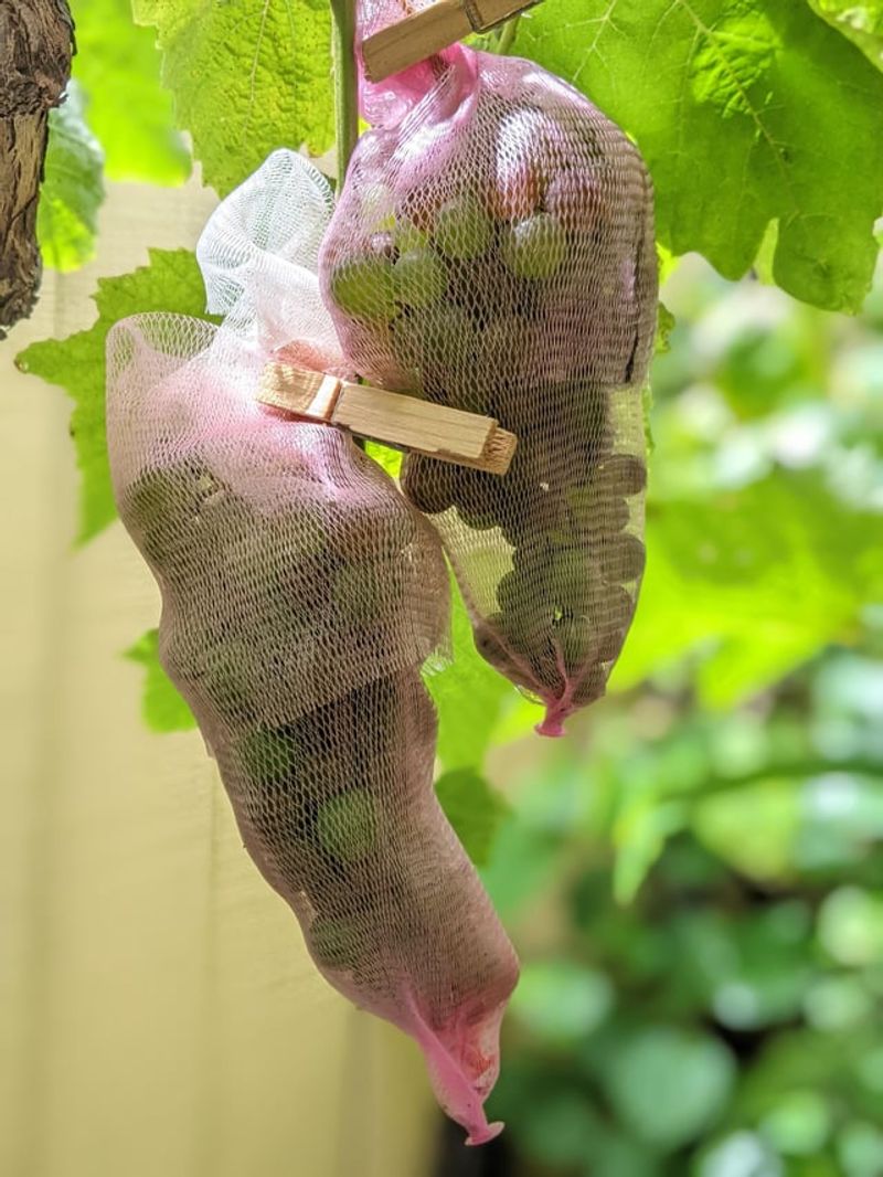 Protect Fruit From Birds