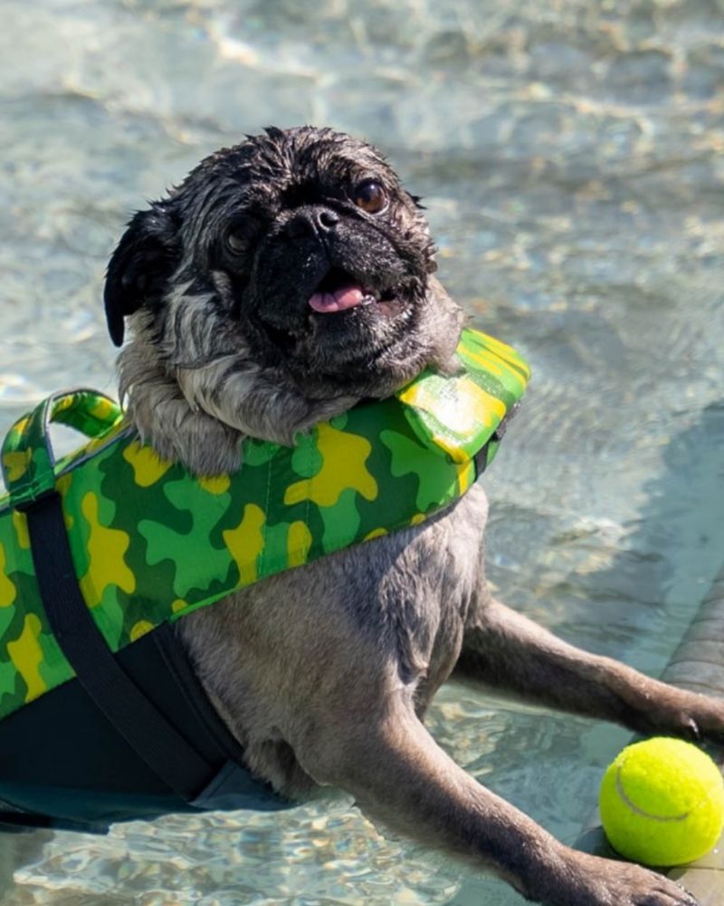 Fill A Dog Splash Pool