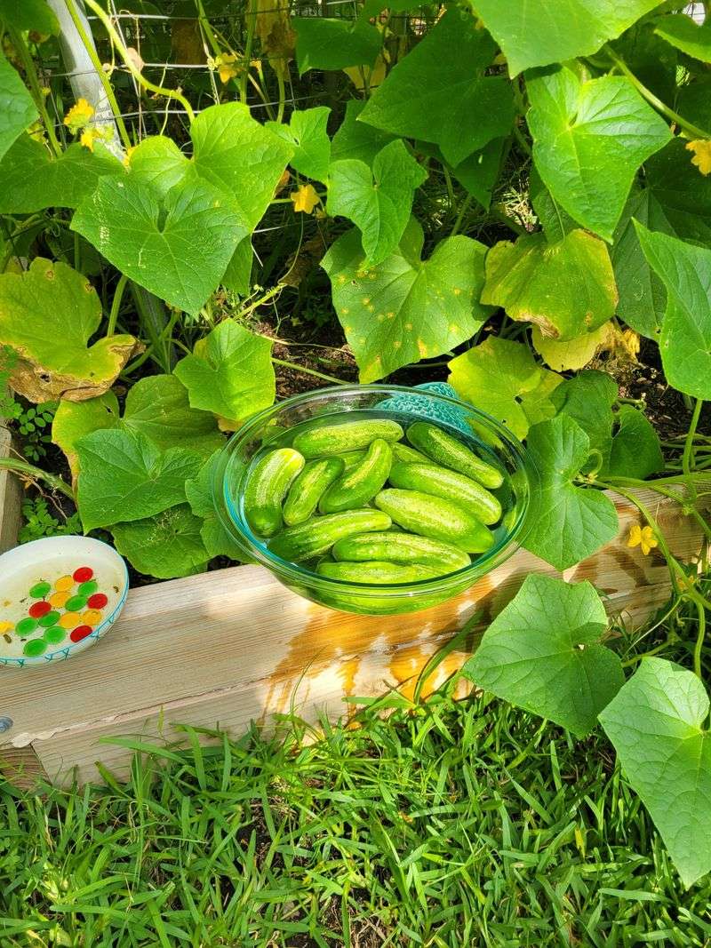 Plant Heat-Tolerant Varieties