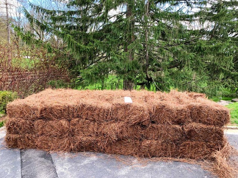 Mulch With Pine Needles