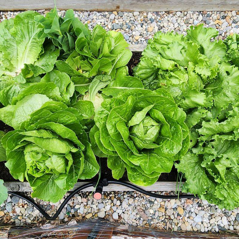 Morning Watering Schedule