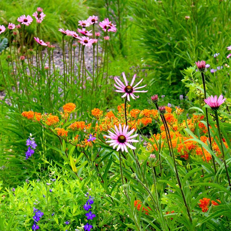 Switch to Native Plants