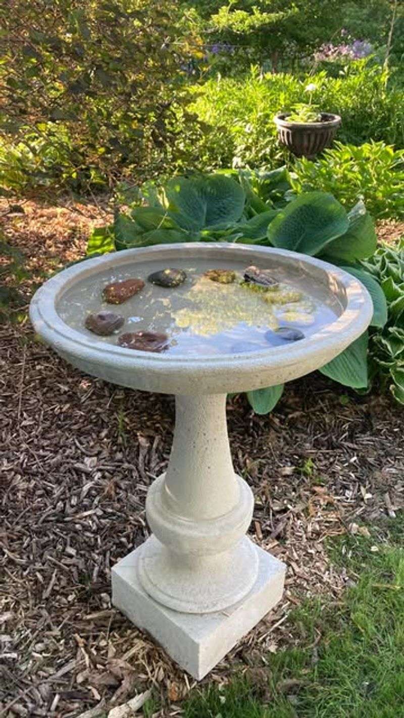 Install a Bird Bath