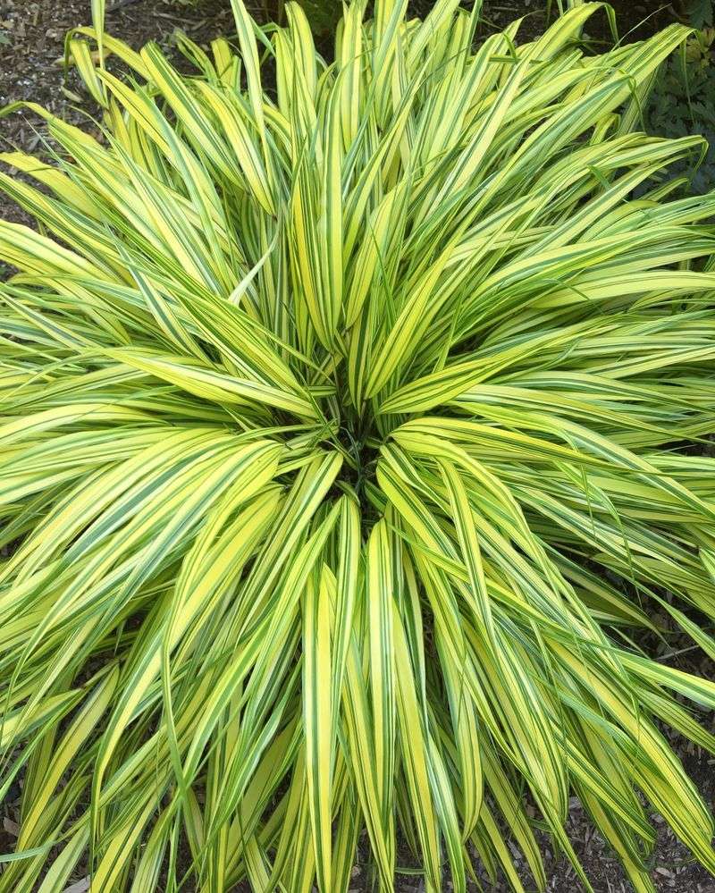 Divide Established Plants