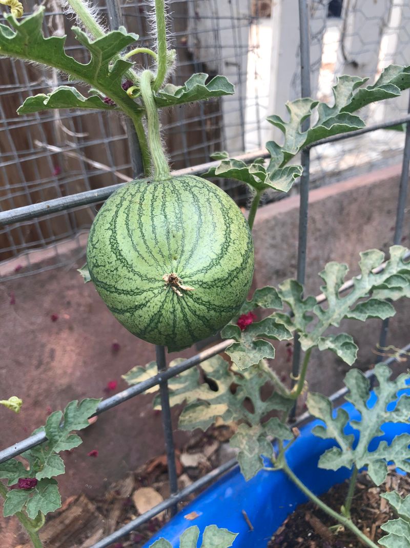 Choose Appropriate Varieties For Vertical Growing
