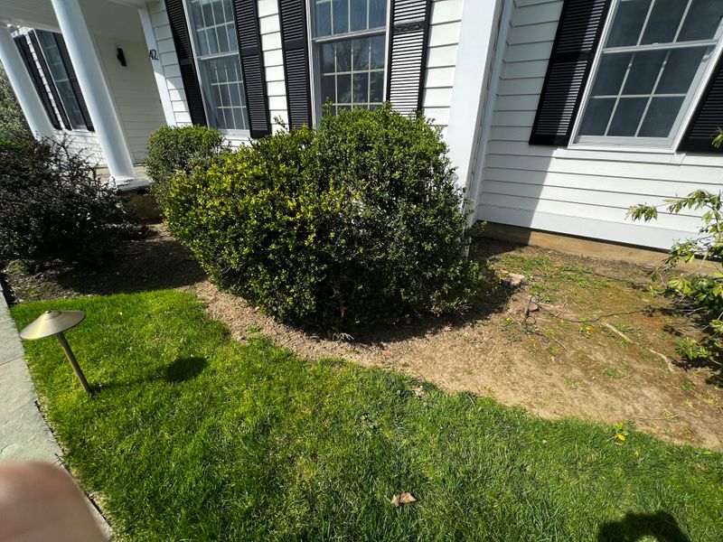 Rejuvenate Overgrown Plants