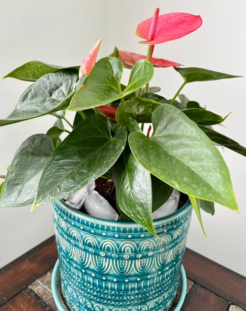 Use Ice Cube Watering Method