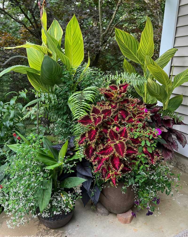 Group Container Plants