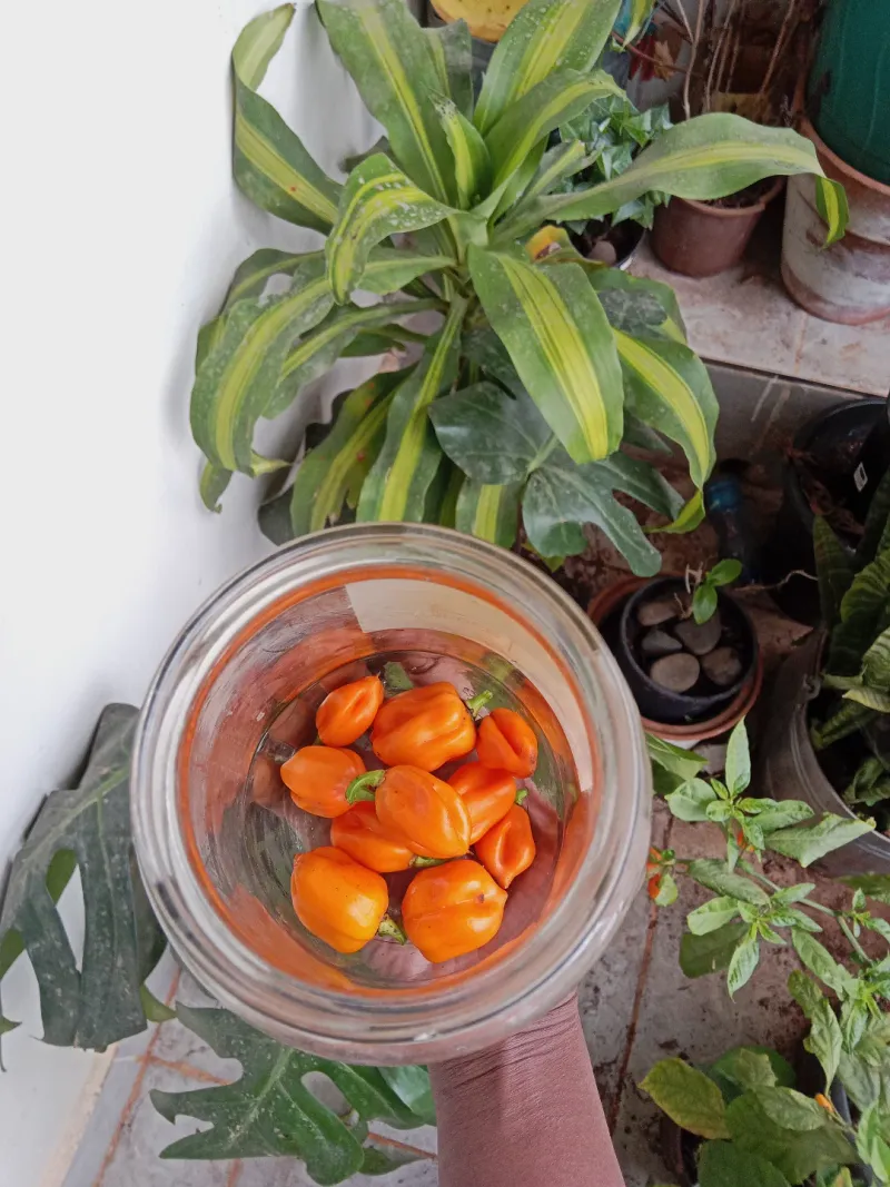 Harvest Correctly To Encourage Growth
