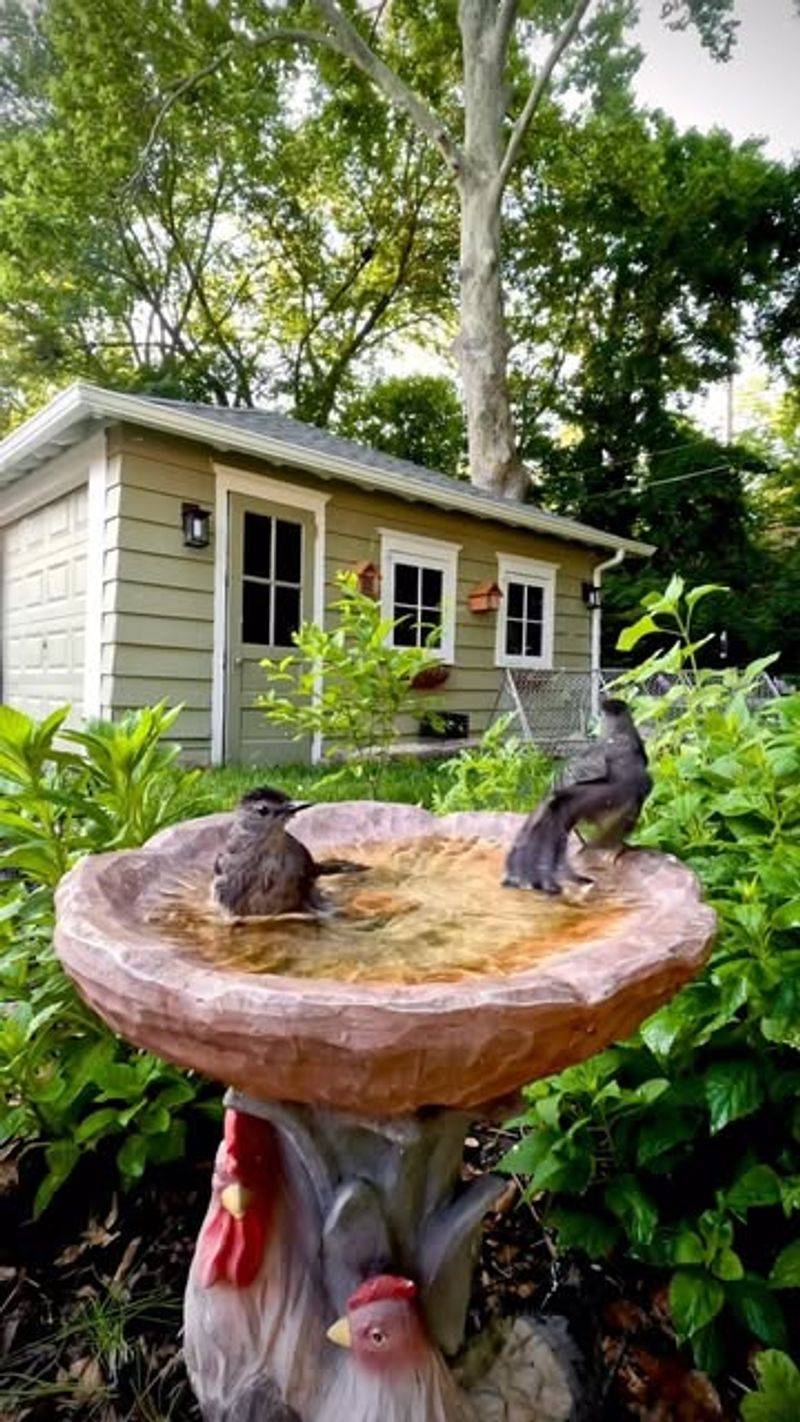 Provide a Bird Bath Away From Garden
