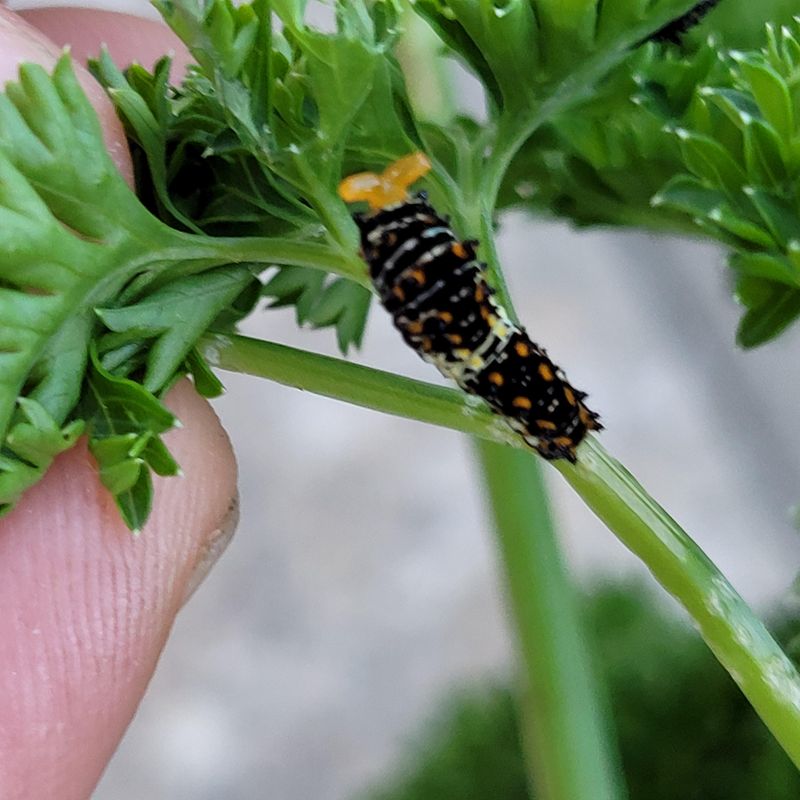 Serves As A Butterfly Nursery