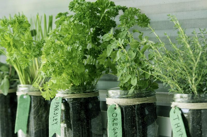 Offers Continuous Harvests With Proper Technique