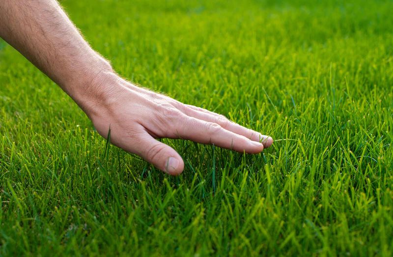Enhances Grass Color Without Chemicals